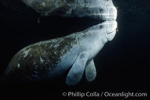 West Indian manatee at Three Sisters Springs, Florida, Trichechus manatus, Crystal River