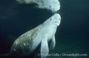 West Indian manatee at Three Sisters Springs, Florida, Trichechus manatus, Crystal River