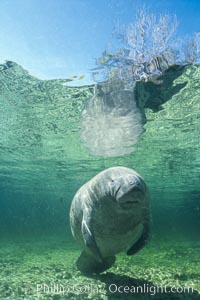 West Indian manatee at Three Sisters Springs, Florida