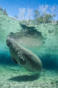 West Indian manatee at Three Sisters Springs, Florida, Trichechus manatus, Crystal River