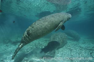 West Indian manatee, Trichechus manatus, Three Sisters Springs, Crystal River, Florida