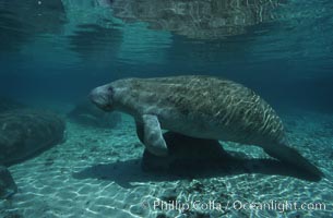 West Indian manatee, Trichechus manatus, Three Sisters Springs, Crystal River, Florida