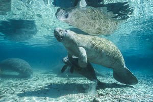 West Indian manatee at Three Sisters Springs, Florida, Trichechus manatus, Crystal River