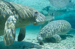 West Indian manatees at Three Sisters Springs, Florida, Trichechus manatus, Crystal River