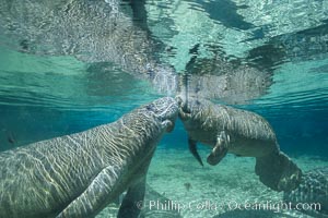 West Indian manatees at Three Sisters Springs, Florida, Trichechus manatus, Crystal River