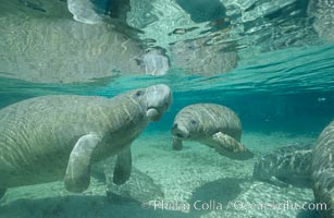 West Indian manatees at Three Sisters Springs, Florida