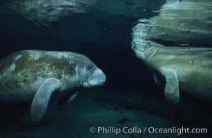 West Indian manatee, Trichechus manatus, Three Sisters Springs, Crystal River, Florida