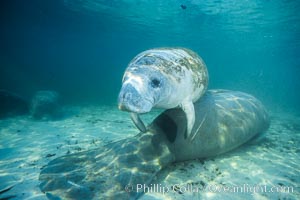 West Indian manatees at Three Sisters Springs, Florida, Trichechus manatus, Crystal River