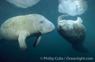 West Indian manatees at Three Sisters Springs, Florida, Trichechus manatus, Crystal River