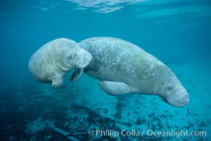 Two Florida manatees, or West Indian Manatees, swim together in the clear waters of Crystal River.  Florida manatees are endangered, Trichechus manatus, Three Sisters Springs