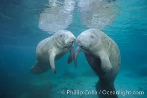 Two Florida manatees, or West Indian Manatees, swim together in the clear waters of Crystal River.  Florida manatees are endangered, Trichechus manatus, Three Sisters Springs
