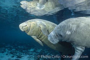 West Indian manatees at Three Sisters Springs, Florida, Trichechus manatus, Crystal River