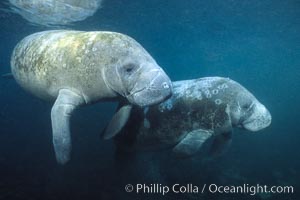 West Indian manatees at Three Sisters Springs, Florida