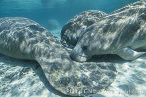 West Indian manatees at Three Sisters Springs, Florida, Trichechus manatus, Crystal River