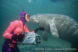 West Indian manatee, kiss, Trichechus manatus, Florida.