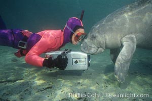 Snorkeler and manatee at Three Sisters Springs, Florida, Trichechus manatus, Crystal River