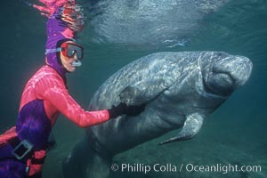 Snorkeler and manatee at Three Sisters Springs, Florida