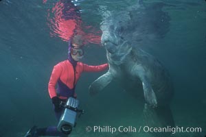 West Indian manatee, Trichechus manatus, Three Sisters Springs, Crystal River, Florida