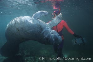 West Indian manatee, Trichechus manatus, Three Sisters Springs, Crystal River, Florida