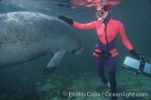 West Indian manatee, Trichechus manatus, Three Sisters Springs, Crystal River, Florida