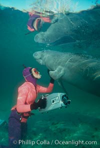 West Indian manatee, Trichechus manatus, Three Sisters Springs, Crystal River, Florida