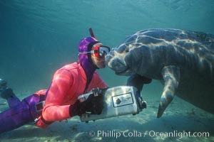 Snorkeler and manatee at Three Sisters Springs, Florida, Trichechus manatus, Crystal River