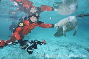 West Indian manatee, Trichechus manatus, Three Sisters Springs, Crystal River, Florida