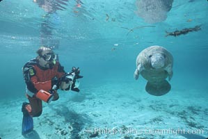 West Indian manatee, Trichechus manatus, Three Sisters Springs, Crystal River, Florida