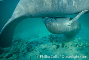 West Indian manatee, socializing/play, Trichechus manatus, Three Sisters Springs, Crystal River, Florida