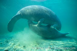 West Indian manatee, socializing/play, Trichechus manatus, Three Sisters Springs, Crystal River, Florida