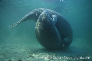 West Indian manatee, socializing/play, Trichechus manatus, Three Sisters Springs, Crystal River, Florida