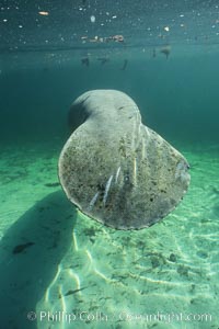 West Indian manatee at Three Sisters Springs, Florida, Trichechus manatus, Crystal River