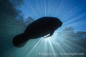 Florida manatee, Trichechus manatus, Crystal River.