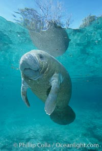 A Florida manatee, or West Indian Manatee, hovers in the clear waters of Crystal River.