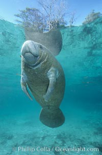 A Florida manatee, or West Indian Manatee, hovers in the clear waters of Crystal River, Trichechus manatus, Three Sisters Springs