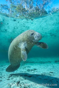 West Indian manatee at Three Sisters Springs, Florida, Trichechus manatus, Crystal River