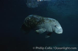 West Indian manatee, Trichechus manatus, Three Sisters Springs, Crystal River, Florida