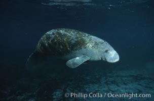 West Indian manatee, Trichechus manatus, Three Sisters Springs, Crystal River, Florida