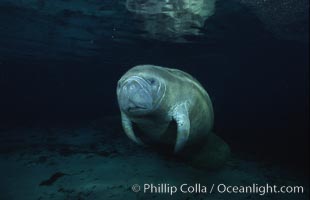 West Indian manatee, Trichechus manatus, Three Sisters Springs, Crystal River, Florida