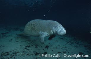 West Indian manatee, Trichechus manatus, Three Sisters Springs, Crystal River, Florida