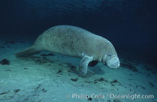 West Indian manatee, Trichechus manatus, Three Sisters Springs, Crystal River, Florida