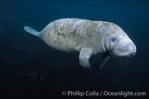 West Indian manatee at Three Sisters Springs, Florida, Trichechus manatus, Crystal River