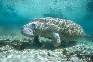 West Indian manatee at Three Sisters Springs, Florida, Trichechus manatus, Crystal River