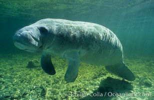 West Indian manatee at Three Sisters Springs, Florida, Trichechus manatus, Crystal River