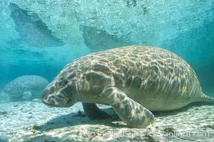 West Indian manatee at Three Sisters Springs, Florida, Trichechus manatus, Crystal River