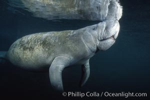 West Indian manatee at Three Sisters Springs, Florida, Trichechus manatus, Crystal River