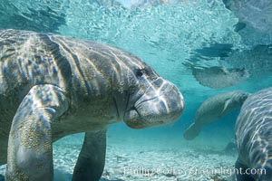 West Indian manatee at Three Sisters Springs, Florida, Trichechus manatus, Crystal River