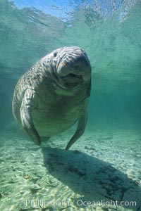 West Indian manatee at Three Sisters Springs, Florida, Trichechus manatus, Crystal River