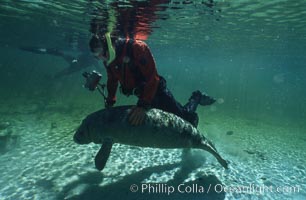 West Indian manatee, Trichechus manatus, Three Sisters Springs, Crystal River, Florida