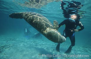 West Indian manatee, Trichechus manatus, Three Sisters Springs, Crystal River, Florida